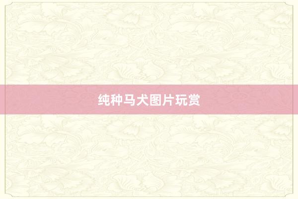 纯种马犬图片玩赏